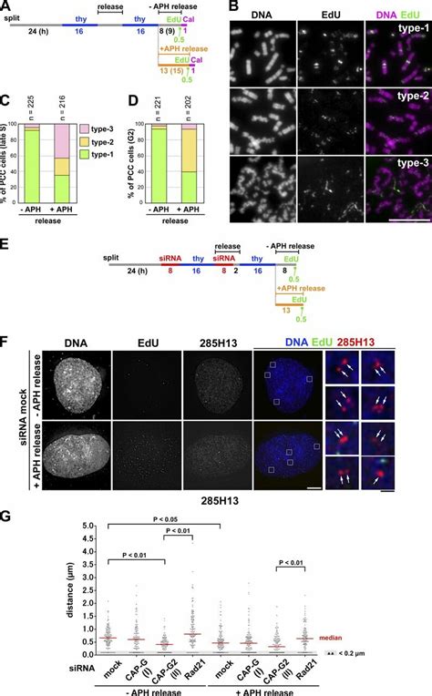 Application of mild replicative stress partially impairs sister... | Download Scientific Diagram