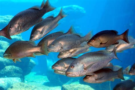 Group of fish stock image. Image of color, carangidae - 4550189