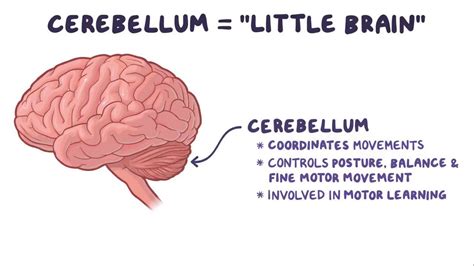 Cerebellum: Video, Anatomy, Definition & Function | Osmosis