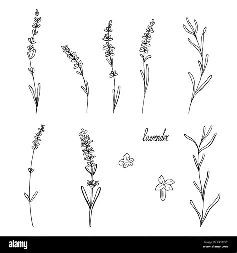 Lavender flower vector set of floral hand drawn isolated elements for design Stock Vector Image ...