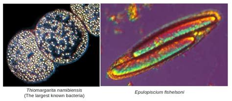 Size of Bacteria: Giant, Smallest, and Regular Ones – Microbe Online