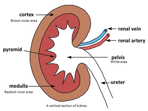 renal pelvic region | Kidney Structure & Function - ppt video online download | Nursing school ...