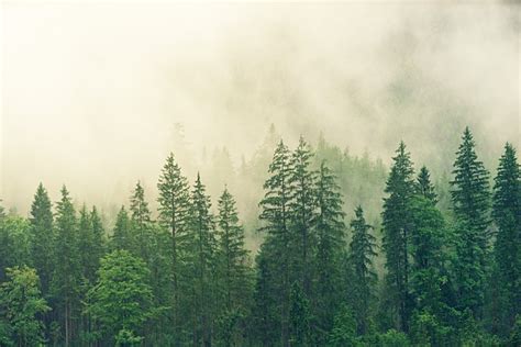 Forest Trees Fog - Free stock photo on Pixabay