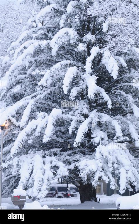 Winter Evergreen Trees Stock Photo - Alamy