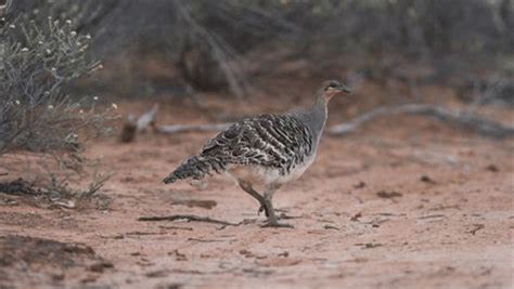 Malleefowl: Australia's Unique Ground Nesting Bird