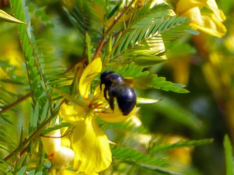 Buzz pollination – Enjoy the Oslo Riverfront Conservation Area