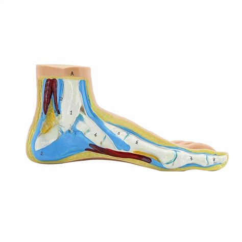 Buy Foot Anatomical Model Including Muscles Ligaments Human Foot Anatomy Model Teaching Prop ...