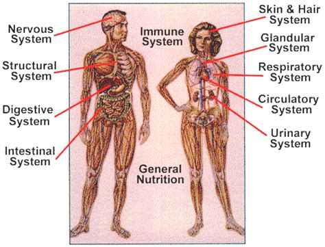 Human Body Systems