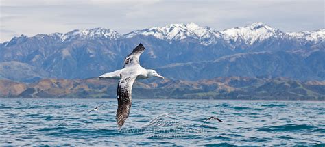 Wandering Albatross flying in front of snow-capped Kaikoura, New Zealand | Kea Photography