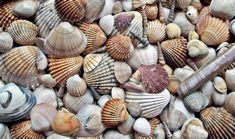 Shells Background Wallpaper Free Stock Photo - Public Domain Pictures
