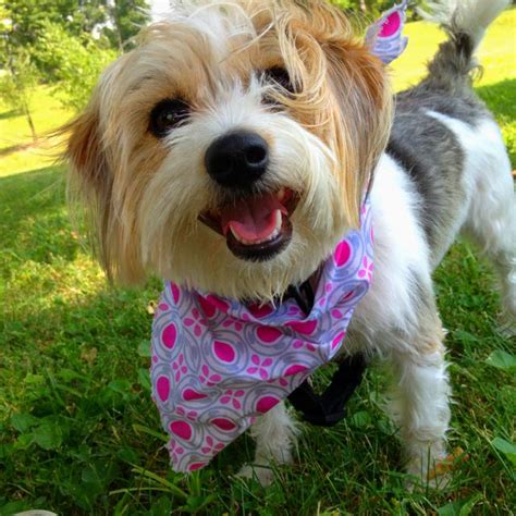 Beagle Yorkie is a Borkie!! Adorable Animals, Beagle, Yorkie, Doggies, Dog Lovers, Pup, Little ...