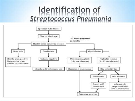 Streptococcus pneumonia