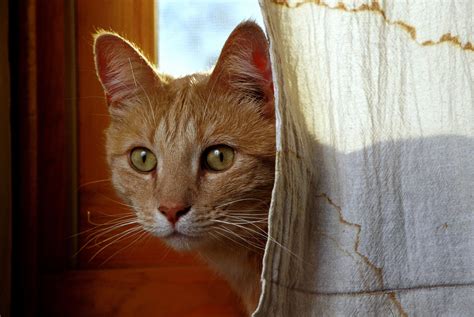 Are Cats Domesticated? | The New Yorker