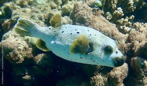 Comunità ascesa cascante puffer fish species Stabile squallido Punto esclamativo