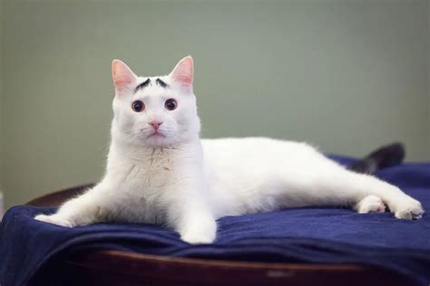 Raising Eyebrows: Cute Cat Becomes Viral Sensation - Life With Cats