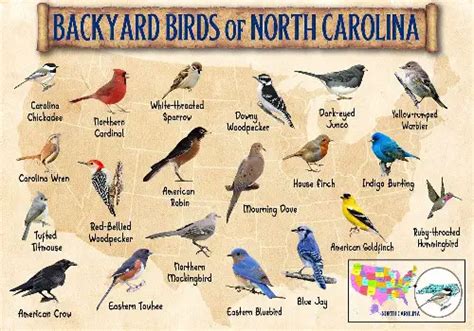 North Carolina Birds: 18 Species To Capture Into Your Senses - Love The Birds