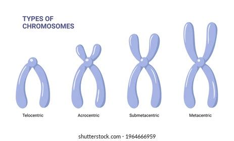 Vector Illustration Heterozygous Homozygous Chromosomes Stock Vector ...