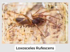 Recluse Spider (Loxosceles): Facts, Identification & Pictures