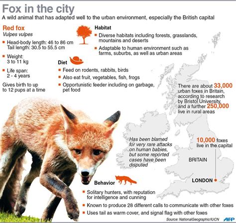 Graphic on the red fox. For a feature on how the species has adapted well to the urban ...