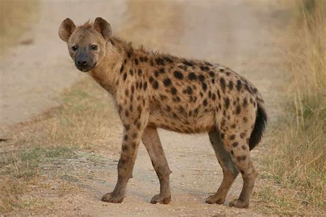 30 Interesting Spotted Hyena facts – Factins