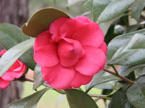 Marilyn's Florida Garden: March Flowers in Bloom