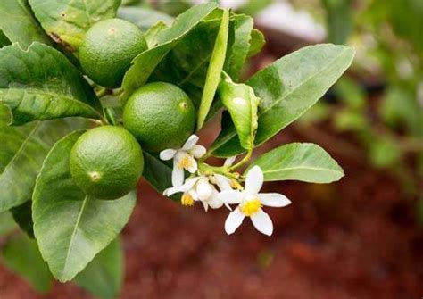 Lime | tree and fruit, Citrus genus | Britannica.com