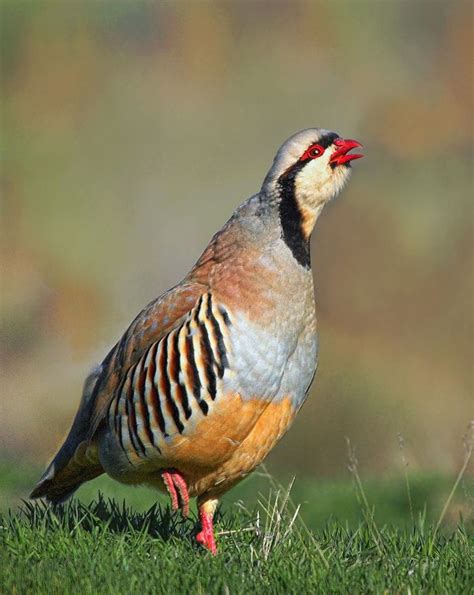 Chukar | Nature birds, Beautiful birds, Pretty birds