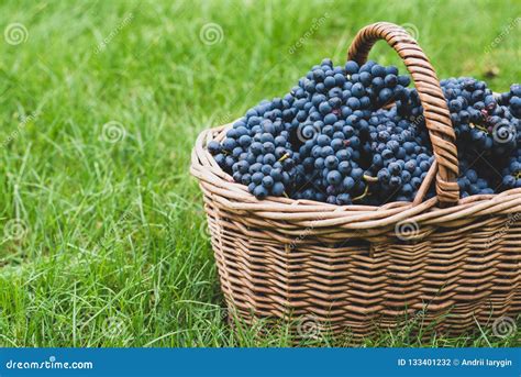 Homemade Wine Grapes in the Basket Stock Photo - Image of organic, purple: 133401232