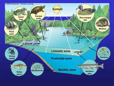 PPT - Chapter 7. Aquatic Ecology: Biodiversity in Aquatic Systems ...