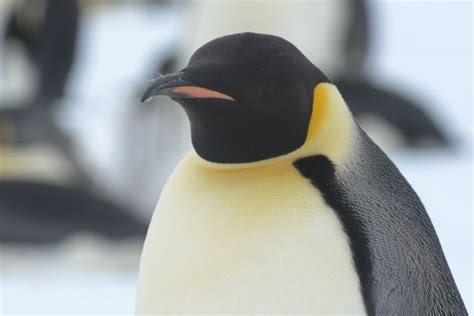 The eyes of the Emperor penguin are almost as dark as the rest of his head. | Pinguine