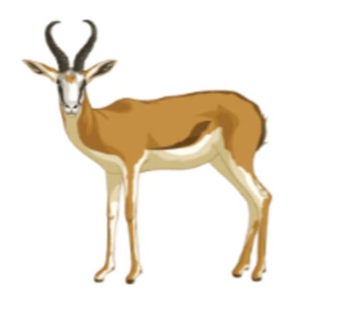 What is an Antelope? - Find out more about this herbivorous land mammal