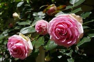 Au jardin, "a rose is a rose is a rose is a rose", , Bosda… | Flickr