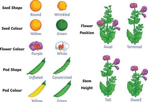 Inherited traits - Definition and Examples - Biology Online Dictionary