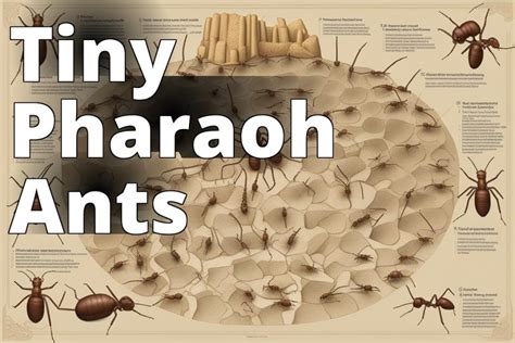 Mastering Pharaoh Ants: Identification, Behavior, Risks, and Prevention