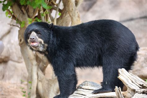 What is the Andean bear? - Animal Media Foundation