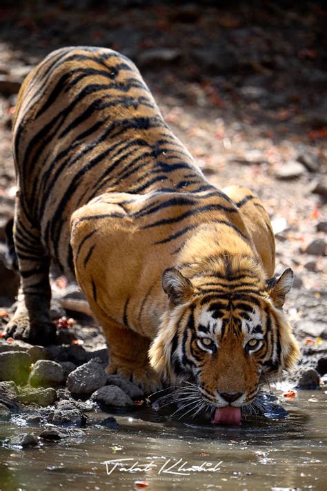 Tigers Photography Tour - Focus on Tigers Bandhavgarh & Ranthambore