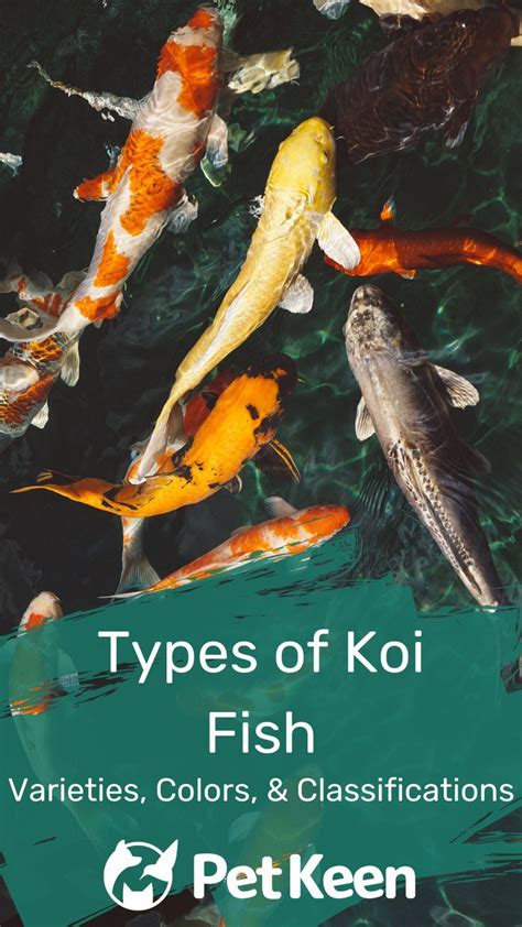 several different types of koi fish in the water with text that reads ...