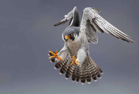 Photo of Peregrine Falcon in Flight - ID:118861750 - Royalty Free Image - Stocklib