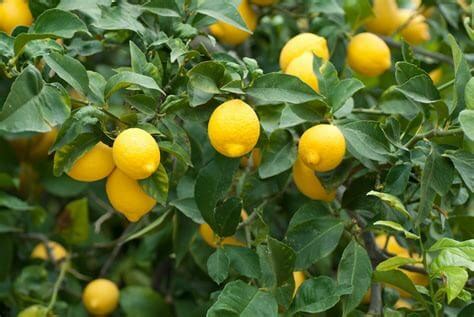 Citrus Lemon 'Lemonade' Tree 4L - Hello Hello Plants & Garden Supplies