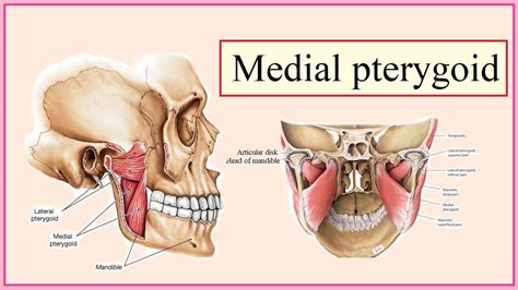 Medial Pterygoid Muscle