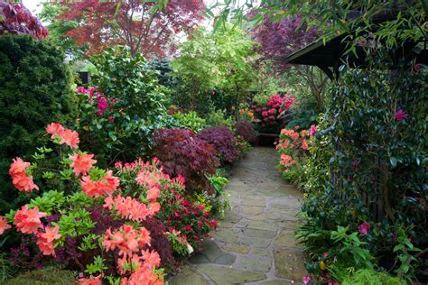 #851115 Walsall Garden, England, Gardens, Rhododendron, Shrubs | Mocah HD Wallpapers