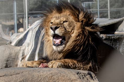 Alpine, CA Animal Sanctuary & Big Cat Rescue | Lions Tigers & Bears