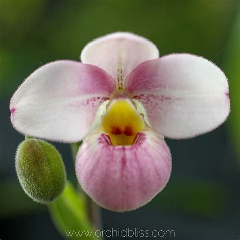 Orchid Fun Facts - Check out these amazing fact about orchids | Orchid ...