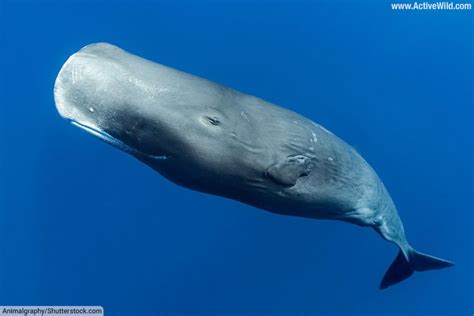 Sperm Whale Facts – Meet The World’s Largest Toothed Predator