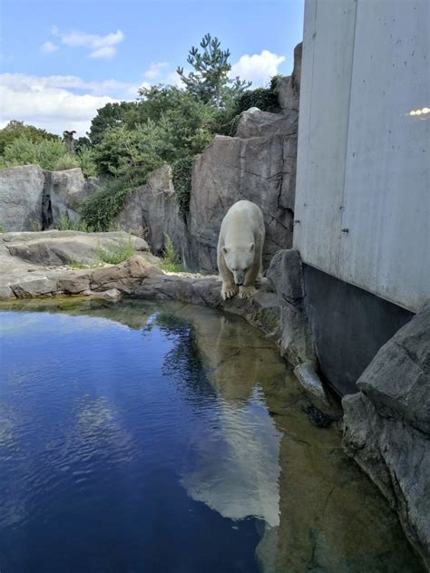 Schönbrunn Zoo - one of the oldest zoos in Europe | All About Vienna