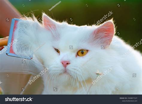 1,809 Persian Cat Grooming Images, Stock Photos & Vectors | Shutterstock