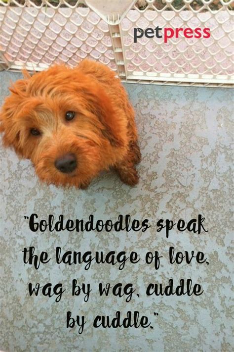 50+ Inspiring Goldendoodle Quotes for a Happy Life - PetPress