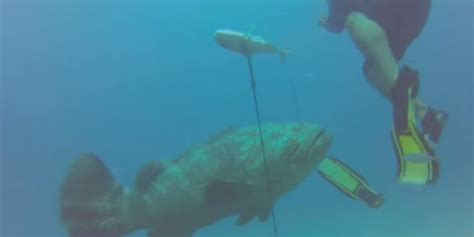 Think Sharks Are Scary? This Goliath Grouper Attack Is Terrifying ...