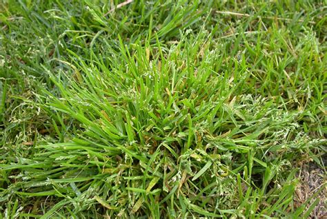 How To Safely Banish Winter Grass - Bioweed