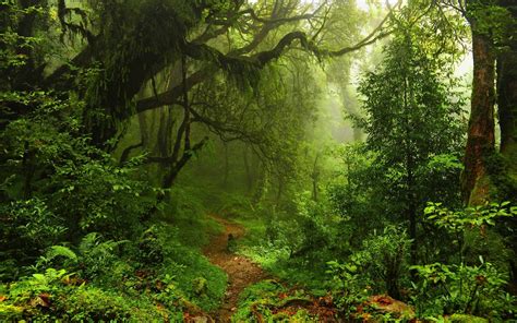 nature, Trees, Forest, Leaves, Lianas, Mist, Moss, Path, Plants, Ferns, Rainforest, Jungles ...